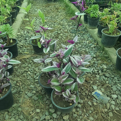 Variegated Pink Wandering Jew – Decorative Indoor Plant