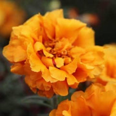 Portulaca Golden Flower Seeds Din ka Raja Yellow Blooms for Summe