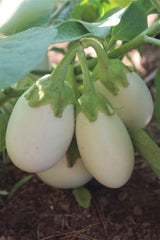 White Round Eggplant Hybrid Seeds High Yield & Smooth Texture