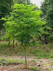 Buy Moringa Tree (Sohanjna Plant) Fast-Growing Medicinal Tree for Pakistan