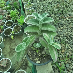Variegated Wandering Jew – Tradescantia Indoor Plant