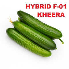 Hybrid Cucumber Seeds (Kheera Beej) High-Yield Summer Variety
