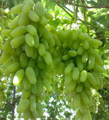 Sultania C Grapes 3-Year Grafted Plant, Ready to Fruit