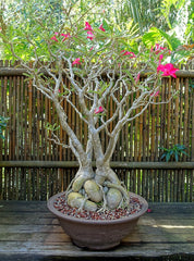 Adenium Obesum Plant | Desert Rose Flowering Succulent for Home & Garden