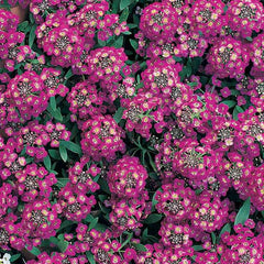 Alyssum Purple Flower Seeds | Fragrant Ground Cover for Pots & Borders