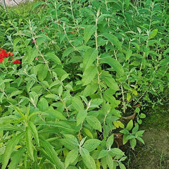 Green plants growing outdoors with a blurred background