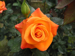 Orange Rose – Bright Vibrant Rose Plant