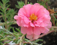 Portulaca Pink Flower Seeds Din ka Raja Pink Blooms for Summer