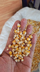 Local Corn Seeds Pack of 50 | Traditional High-Yield Desi Variety