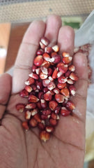 Red Sweet Corn Seeds Pack of 50 | Rare, Nutritious & High-Antioxidant Variety