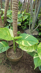 Big Leaf Variegated Money Plant with Moss Stick Lush, Stylish & Easy to Maintain