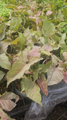 Compact Philodendron Stylish Green for Small Spaces