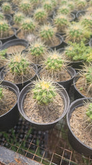 Golden Berrall Brighten Your Garden with Golden Glow