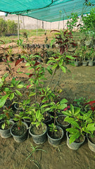 Assoceria Hardy & Attractive Ornamental Plant
