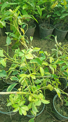 Schefflera Elegant Umbrella Plant for Home & Garden