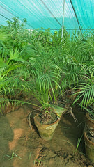 Phoenix Palm Majestic & Long-Lasting Landscape Palm