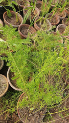 Asparagus Fern Lush & Elegant Greenery