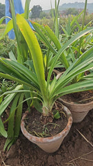Imported Agapanthus Plant Elegant Perennial Blooms