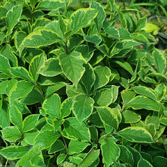 Variegated Weigela Plant – Cream & Green Foliage with Pink Flowers