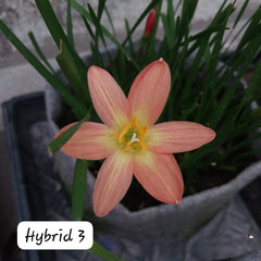 2-Toned Rain Lily Bulbs (Hybrid 03)– Premium Bi-Color Collection