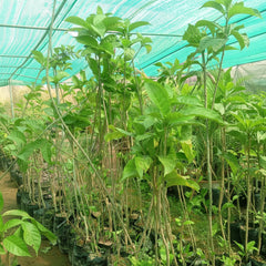 Gardenia Plant in Pakistan Fragrant White Blooms for Home Gardens