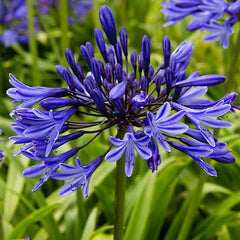 Imported Agapanthus Blue Exotic Summer Blooms