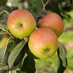 Amri Apple Plant Grafted, 2 Years Old, Premium Variety
