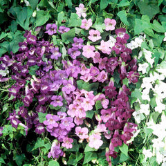 Asarina Scandens Mix Seeds – Colorful Climbing Vine