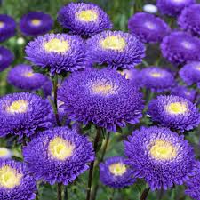 Aster Paeony Dark Blue Seeds in Pakistan Large Seasonal Blooming Flowers