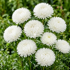 Aster Princess White Seeds in Pakistan Elegant Seasonal White Flowering Plants