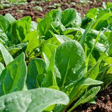 Baby Spinach Hybrid Seeds in Pakistan Fast-Growing Leafy Vegetable Seeds