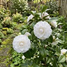 Balsam Camelia Seeds – Vibrant Summer Flower
