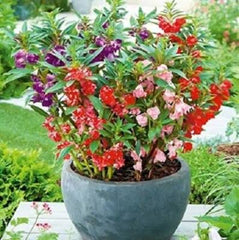 Balsam Tomb Thumb Seeds – Compact Summer Flower