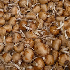 Irani Saffron Bulbs 5 KG Premium Bulk Buy for Businesses & Export