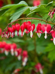 Bleeding Heart Vine Plant in Pakistan Small Climber with Pink & White Flowers (Small Plant)