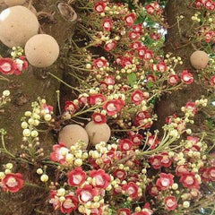 Cannon Ball Plant