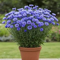 Cornflower Seeds in Pakistan Classic Seasonal Blue Flowering Plants