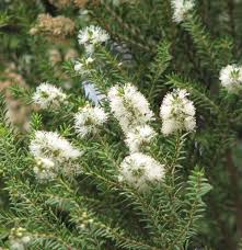 Melaleuca (Tea Tree) Plant Medicinal & Ornamental Shrub for Pakistani Climate