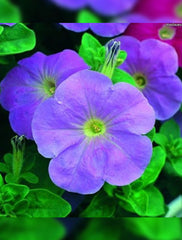 F1 Petunia Grandiflora Viola Seeds in Pakistan Hybrid Purple Winter Flower Seeds
