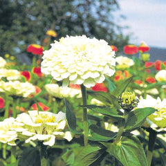 F1 Zinnia Dwarf White Seeds – Compact Summer Flower