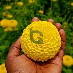 F1 African Marigold Spun Yellow Dwarf Seeds in Pakistan Compact Bright Flowering Plant
