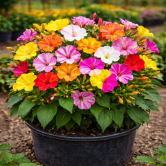 Four’o Clock Mix Seeds – Vibrant Multicolor Summer Flower