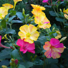 Four’o Clock Bio Color Seeds – Vibrant Night-Blooming Flowers