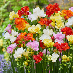 Freesia Flowering Bulbs Fragrant & Colorful Garden Blooms