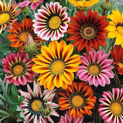 Gazania Sunshine Seeds in Pakistan Bright Sun-Loving Seasonal Flowering Plants
