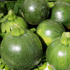 Green Ball Squash Seeds (Hybrid) – Round Summer Squash for Kitchen Gardens