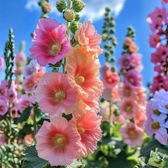 Hollyhock Summers Mix Seeds – Tall Vibrant Summer Flowers