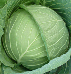 Hybrid Cabbage ( ) Seeds