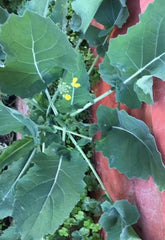 Hybrid Gobi Sarson ( ) Seeds
