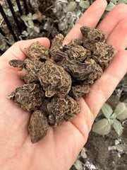 Anemone Flower Bulbs Pack of 7 | Spring Blooms from Winter Sowing